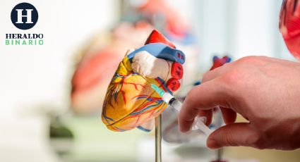 Científicos buscan regenerar proteínas del corazón dañadas por infartos cardiovasculares