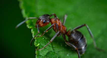 ¿Las hormigas pueden detectar el cáncer en la orina?
