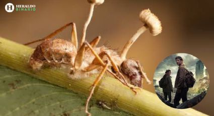 The Last of Us: ¿que es el Ophiocordyceps, el hongo real que convierte a las hormigas en zombies y que inspiró a la serie?