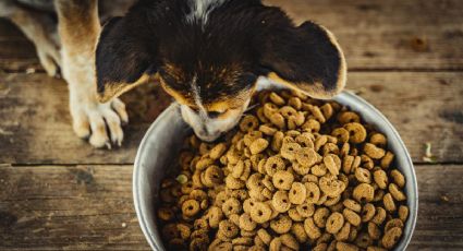 ¿Cuáles son las marcas de CROQUETAS para perro MÁS BARATAS y mejor calificadas por Profeco?