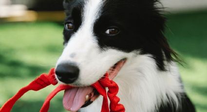 Ley de Bienestar Animal: ¿cuántas mascotas puedo tener en casa?