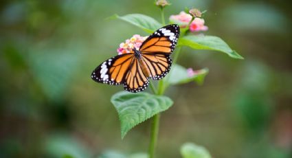 Mariposa Monarca deja de estar en peligro de EXTINCIÓN pero no todo son buenas noticias