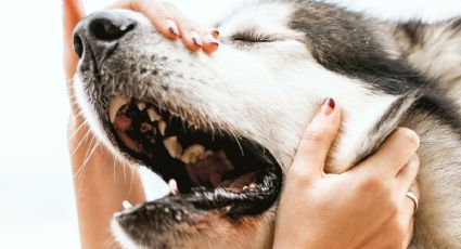 Cuántas palabras ENTIENDEN los perros y otras preguntas respondidas por la ciencia