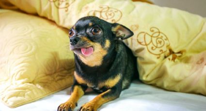 ¿Qué significa que un perro chihuahua tiemble?