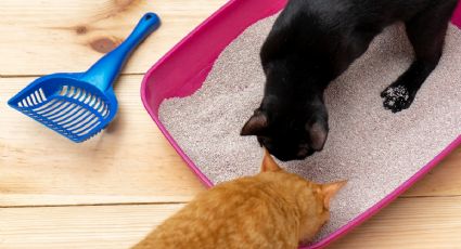 ¿Cómo hacer arena para gatos barata? Utiliza este MATERIAL natural