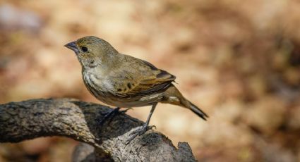 La razón por la que cambiarán de nombre a estas aves