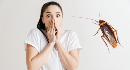 ¿Es malo aplastar una cucaracha? | RAZONES