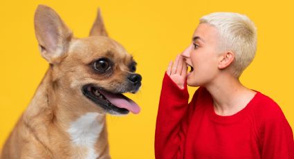 ¿Qué palabras humanas entienden los perros? | LISTA