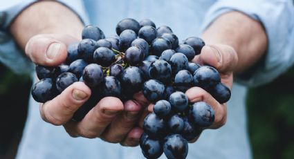 ¿Cuánto cuesta el Kilo de uva en CDMX para el 31 de diciembre de 2023? | PRECIO