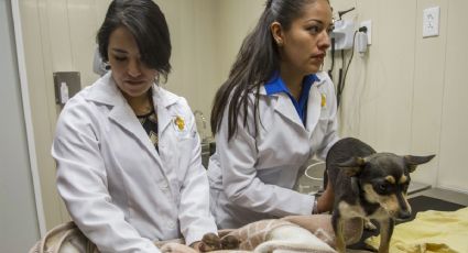 ¿Qué servicios darán las clínicas VETERINARIAS PÚBLICAS que busca impulsar el Senado?