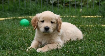 6 curiosidades que no conocías de los Golden Retriever