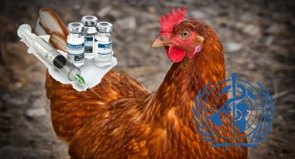 OMS pide crear vacunas para cada gripe animal tras aumento de contagios del virus H5N1