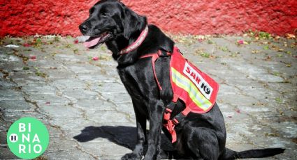 ¿Quiénes son los perros mexicanos que ayudarán en el rescate de personas tras terremoto en Turquía?