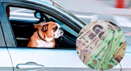 Miles de pesos en multa si llevas a tu perro en el auto; esto dice la ley