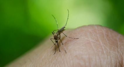 Este descubrimiento podría ser un avance importante para prevenir contagio del Dengue