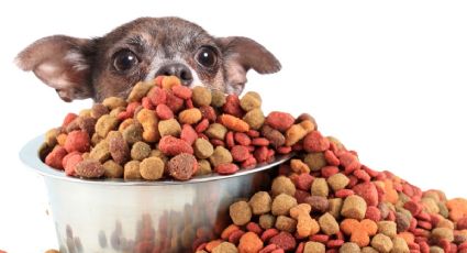 Alimento para MASCOTAS se vende más que la comida para BEBÉS