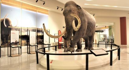 ¿Quieres ponerle nombre al mamut del museo de Santa Lucía? Así puedes participar