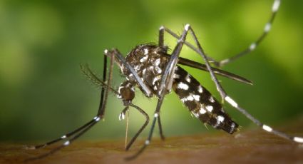 Por esta RAZÓN la próxima PANDEMIA podría surgir en México