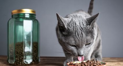 ¿Qué NO pueden comer los gatos? | LISTA de alimentos más TÓXICOS