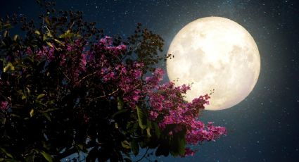 ¿Cuándo es la LUNA DE FLORES de mayo 2023? La superluna se verá este día en México