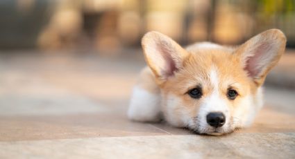 Esta es la razón por la que no debes dejar a tus perros en la azotea ante la caída de ceniza volcánica