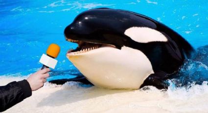 Orca Gladys, así surgieron los MEMES sobre la orca que ataca embarcaciones