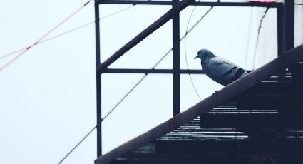 ¿Por qué los pájaros no se electrocutan cuando se paran en los cables de luz?