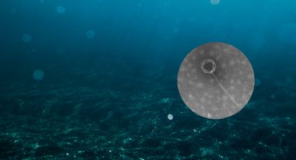 Hallan nuevo virus escondido en el fondo del mar que podría ayudar a combatir bacterias