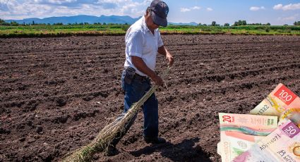 ¿Cuánto gana un agrónomo en México en 2023? | SUELDO por estado