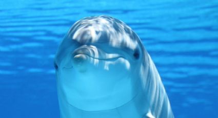 ¿Los delfines se drogan? Así es como usan a los peces globo