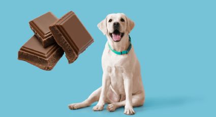 ¿Qué ALIMENTOS NO pueden comer los perros? | LISTA de los 10 más peligrosos