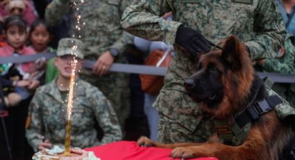 Sedena festeja el primer cumpleaños de Arkadas, el perro rescatista de Turquía