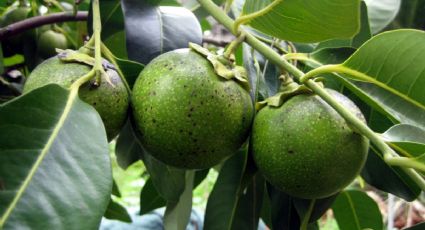 Descubre el oro negro: Antioxidantes y energía en esta fruta poco conocida