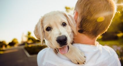 Los perros están entrando a una nueva ola de domesticación; así están cambiando su comportamiento