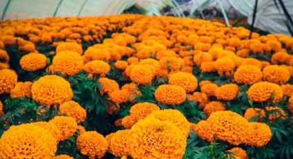 ¿Cuánto cuesta la flor de cempasúchitl previo al Día de Muertos? Conoce los precios de octubre