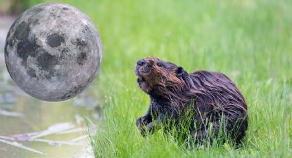 Luna del Castor 2024: ¿Qué día de noviembre y a qué hora se podrá ver desde México?