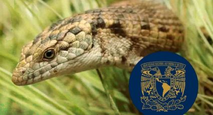 Descubren nueva especie de lagartija en Chiapas, la nombran Dragoncito de Coapilla