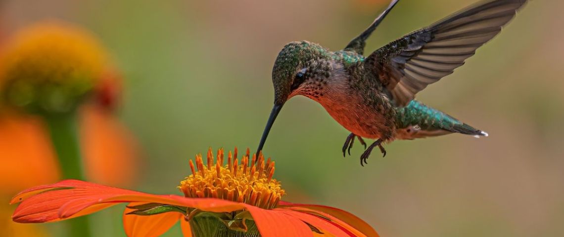 ¿Por qué sacrifican colibríes en la brujería?