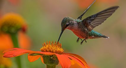 Colibríes en México están en peligro por la superstición, así puedes ayudar