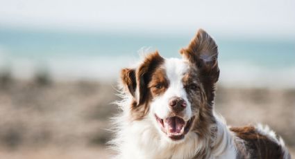 Estudio revela las razas de perro más longevas