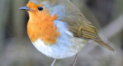 La ausencia de pareja podría explicar el canto de los pájaros del amanecer