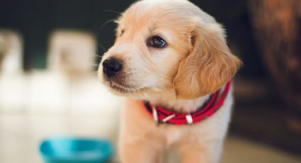 PASO A PASO: Aprende a cepillar los dientes a tu perro y a hacer una pasta dental casera