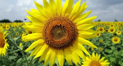 ¿De dónde viene la tradición de regalar flores amarillas el 21 de marzo? Esta es la historia