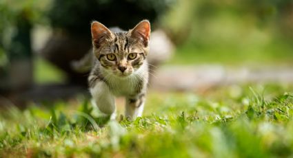 ¿Por qué los gatos llevan animales muertos a sus dueños como regalo? esta es la EXPLICACIÓN de la UNAM