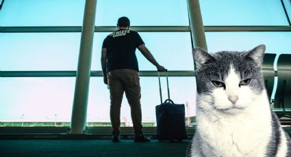 ¿Saldrás de vacaciones? Mexicana ofrece vuelos gratis para tu gatito en estas fechas