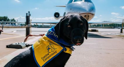 ¡No lo dejes en casa! Guía básica para viajar con mascotas desde el AIFA