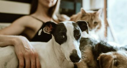 Mochila de emergencia para mascotas: Esto es lo que debe contener en caso de cualquier emergencia