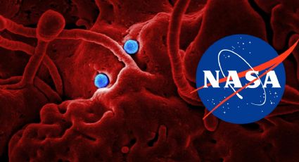 NASA halla PELIGROSA bacteria mutante que compromete la salud de los astronautas en el espacio