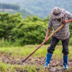 Producción para el Bienestar: ¿De cuánto es el beneficio económico para los trabajadores del campo?