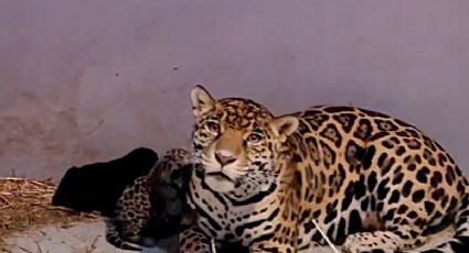 Así son los 3 bebés JAGUARES en el Zoológico de Chapultepec que acaban de nacer | VIDEO